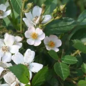 Rosa Babszem Jankó - fehér - törpe - mini rózsa