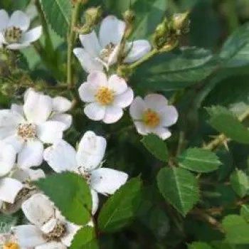 Bijela - patuljasta - mini ruža   (18-22 cm)