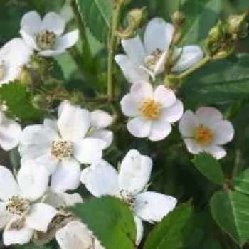 Online rózsa kertészet - fehér - Babszem Jankó - törpe - mini rózsa - nem illatos rózsa - (18-22 cm)
