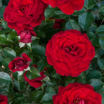 CHIC – rote Zwerg-Mini-Rose - Tanjga