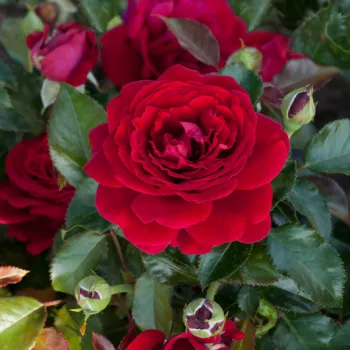 Intensiver, samtiger, reiner Rottton mit mittlerer Leuchtkraft. - zwergrose, minirose - leicht, zurückhaltend duftende rose - angenehm, fein rosig im charakter