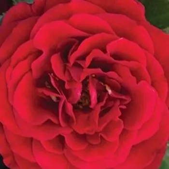 Online rosenkauf - rot - leicht, zurückhaltend duftende rose - Chic - zwergrose, minirose - (40-55 cm)