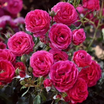 DOLCE – ciklámenvörös virágágyi floribunda rózsa - Tanjga
