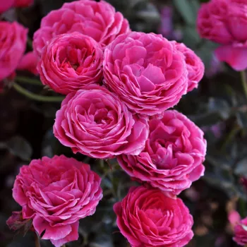 Élénk ciklámenvörös árnyalat, mely enyhén bíbor tónusú és telt megjelenésű. - virágágyi floribunda rózsa - enyhe, visszafogott illatú rózsa - üde, gyümölcsös karakterű
