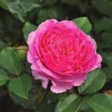 Róża rabatowa floribunda - róża o intensywnym zapachu - zapach jabłka - sadzonki róż sklep internetowy - online - Rosa Dolce - różowy