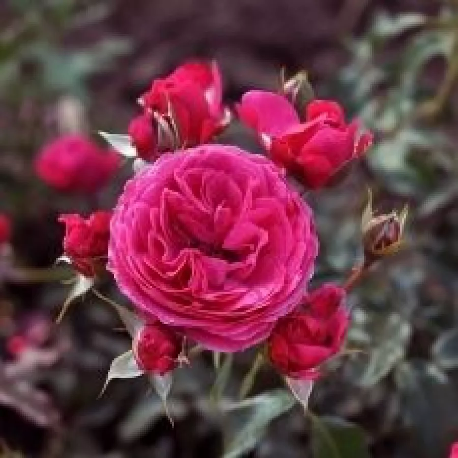 Vrtnica floribunda za cvetlično gredo - Roza - Dolce - vrtnice online