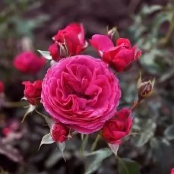 Rózsaszín - lila árnyalat - virágágyi floribunda rózsa - intenzív illatú rózsa - alma aromájú
