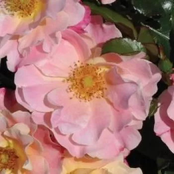 Online rózsa kertészet - rózsaszín - enyhe, visszafogott illatú rózsa - Exotic - törpe - mini rózsa - (55-65 cm)