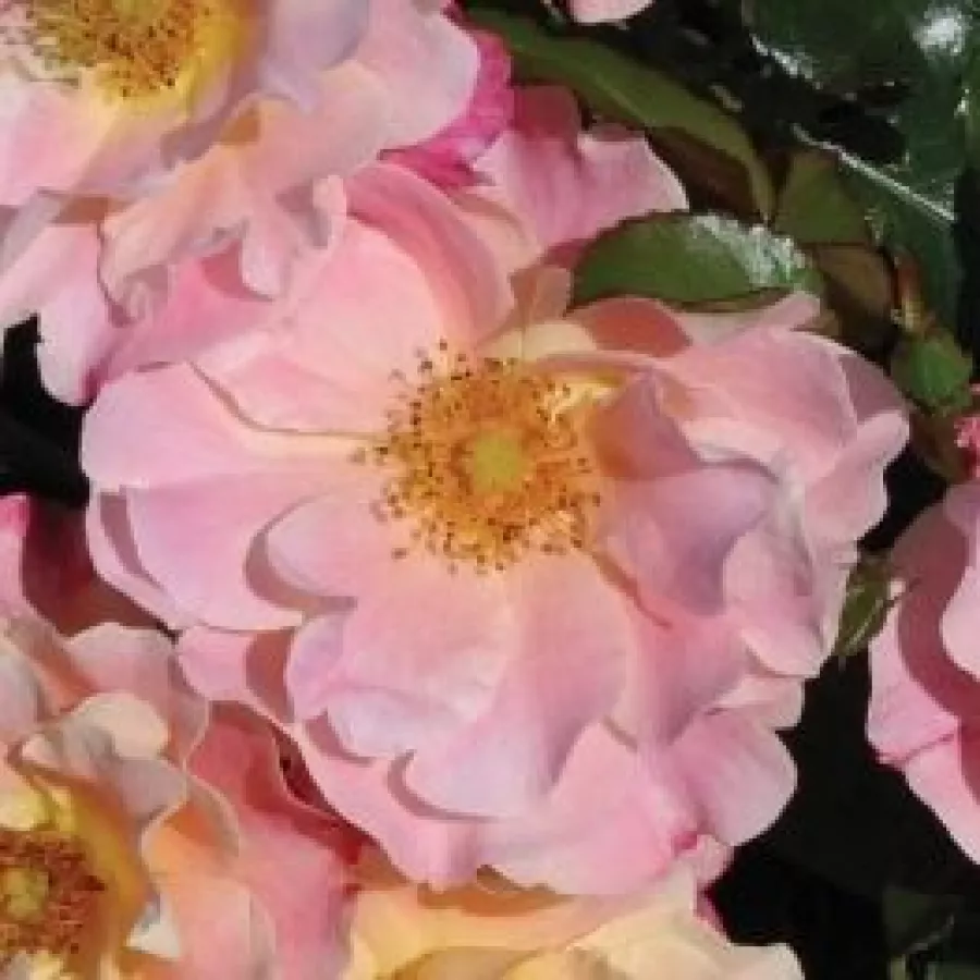 Rosa sin fragancia - Rosa - Exotic - comprar rosales online