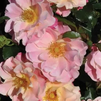 Rosa - zwerg - minirose   (50-60 cm)