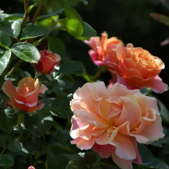 CHÂTEAU DE VAUMARCUS – baracknarancs virágágyi floribunda rózsa - Tschanz & Tschanz