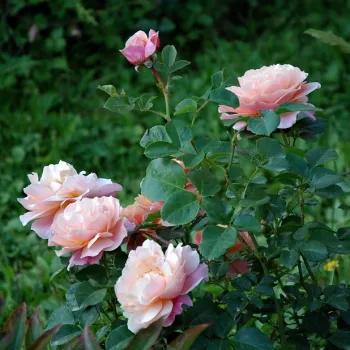 A virág belsejét meleg barack -narancs árnyalat uralja, amely a külső sziromperemeken halvány rózsaszínbe olvad. - virágágyi floribunda rózsa - közepes erősségű, jól érezhető illatú rózsa - édeskés, gyümölcsös aromájú