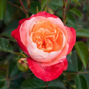 HIPPIE – narancs virágágyi floribunda rózsa - Tanjga
