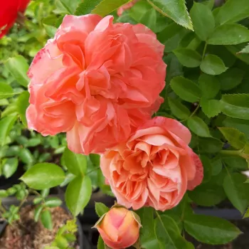 Élénk, telt narancs alapszín, ezüstösen derengő fonákkal. A külső szirmok csúcsán enyhe narancsvörös árnyalat jelenik meg. - virágágyi floribunda rózsa - enyhe, visszafogott illatú rózsa - finom, diszkrét aromájú
