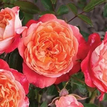 Rózsák webáruháza. - narancs - enyhe, visszafogott illatú rózsa - Hippie - virágágyi floribunda rózsa - (40-65 cm)