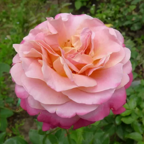 Panlavrug