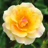 Virágágyi floribunda rózsa - diszkrét illatú rózsa - alma aromájú - kertészeti webáruház - Rosa Mellite - sárga