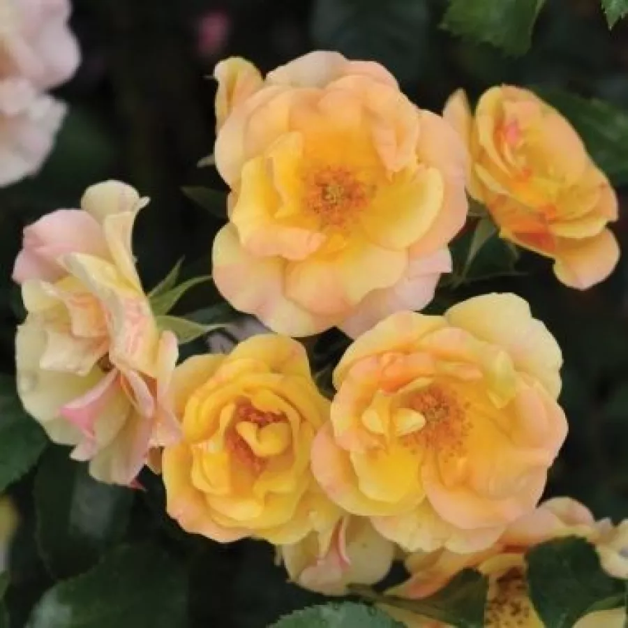 Vrtnica floribunda za cvetlično gredo - Roza - Mellite - vrtnice online