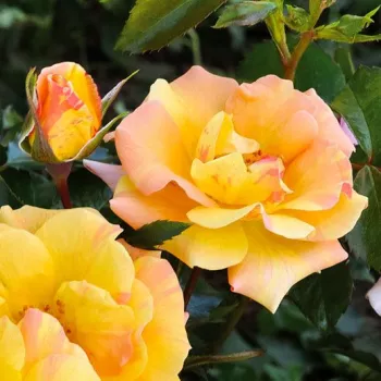 Rosa Mellite - žuta - ruža floribunda za gredice
