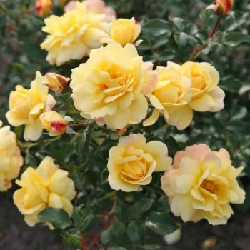 Sárga - virágágyi floribunda rózsa - diszkrét illatú rózsa - alma aromájú
