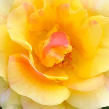 Spletno naročanje vrtnic - vrtnica floribunda za cvetlično gredo - diskreten vonj vrtnice - aroma jabolka - Mellite - rumena - (40-60 cm)