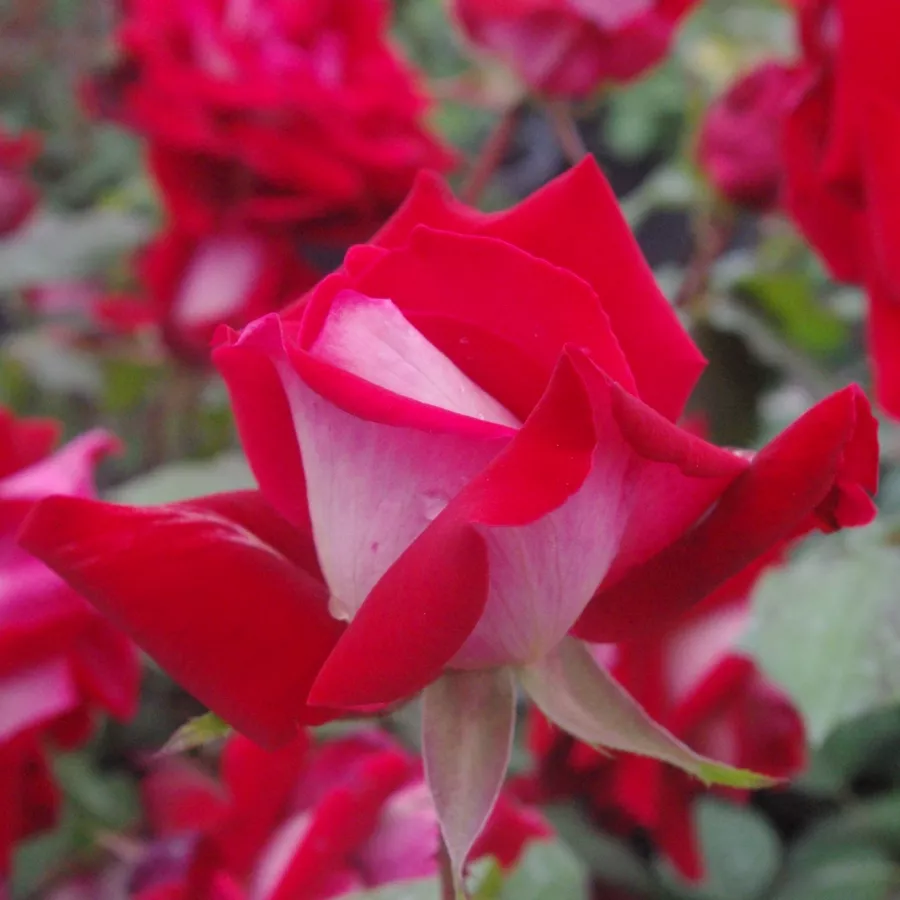 Rosso - Rosa - Bajazzo® - Produzione e vendita on line di rose da giardino