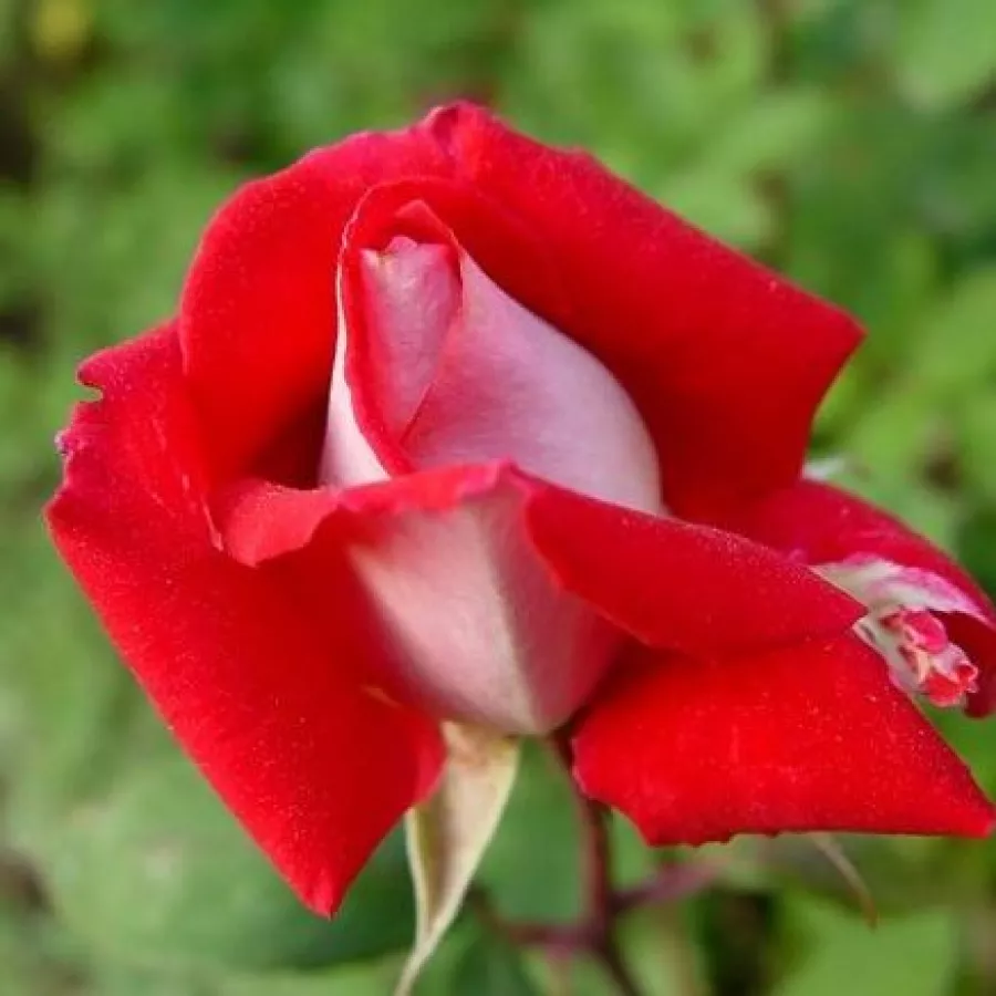 Róża ze średnio intensywnym zapachem - Róża - Bajazzo® - Szkółka Róż Rozaria