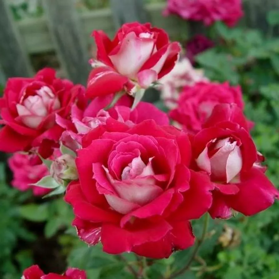 Bajazzo - Rosa - Bajazzo® - Comprar rosales online