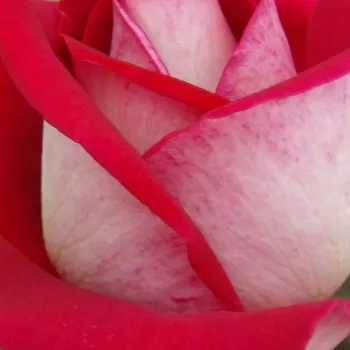 Rosen Shop - teehybriden-edelrosen - rot - Rosa Bajazzo® - mittel-stark duftend - Reimer Kordes - Dekorative, schöne Blumen. Mäßig haltbar.