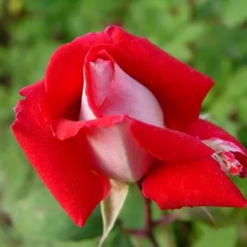 Rosa Bajazzo® - rojo - Árbol de Rosas Híbrido de Té - rosal de pie alto- forma de corona de tallo recto