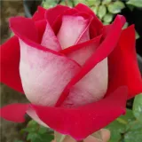 Stromčekové ruže - červený - Rosa Bajazzo® - stredne intenzívna vôňa ruží - aróma jabĺk