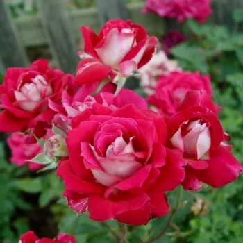 Bordó - fehér sziromfonák - teahibrid rózsa - közepesen illatos rózsa - alma aromájú