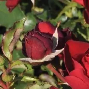 MORAVA – tiefrote Beet‑Strauchrose - Tanjga