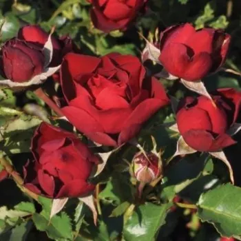 Tiefes, samtiges Rot mit feinem bordeauxfarbenem Ton. - beet-buschrose - sehr schwacher, nur aus nächster nähe wahrnehmbarer duftrose - rosenduftend