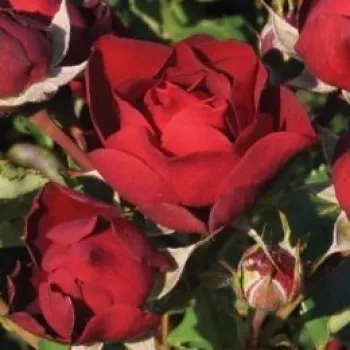 Online rosenkauf - dunkelrot - sehr schwacher, nur aus nächster nähe wahrnehmbarer duftrose - Morava - beet-buschrose - (35-50 cm)