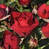 Ruža floribunda za gredice - ruža diskretnog mirisa - aroma manga - sadnice ruža - proizvodnja i prodaja sadnica - Rosa Morava - jarko crvena