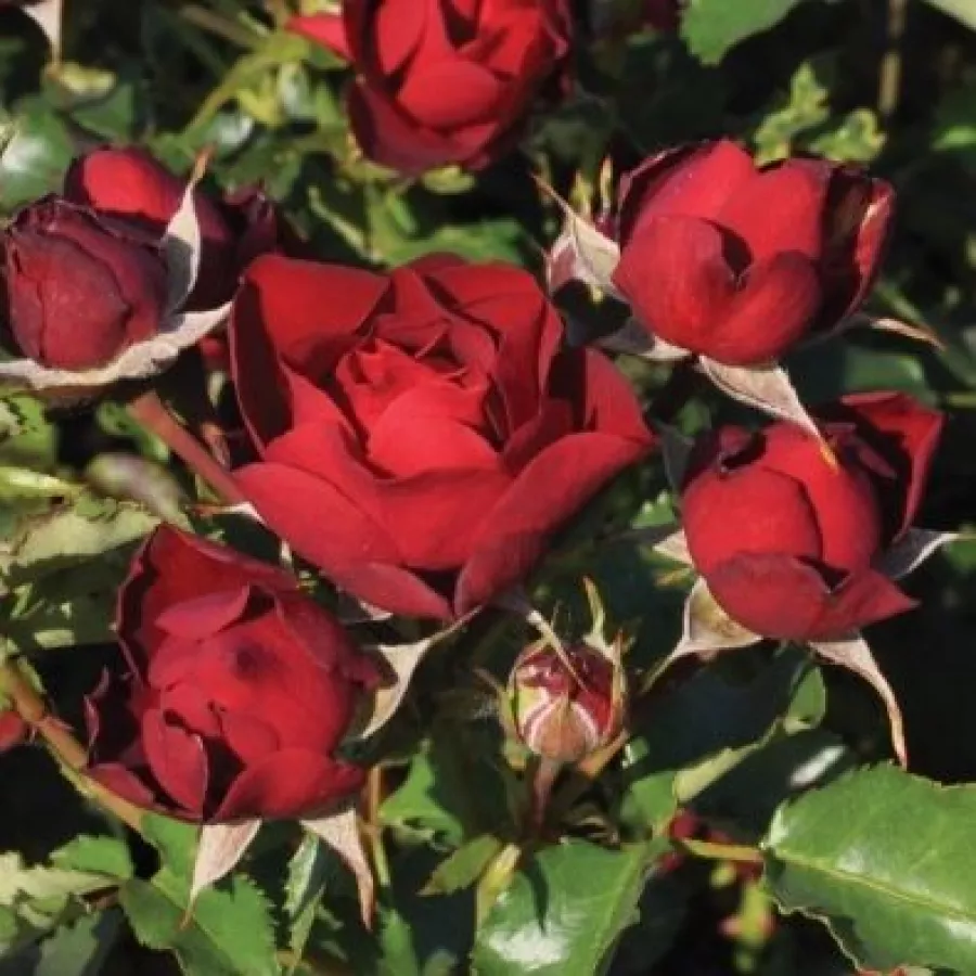 Vrtnica floribunda za cvetlično gredo - Roza - Morava - vrtnice online