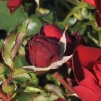 Rosa Morava - rdeča - vrtnica floribunda za cvetlično gredo