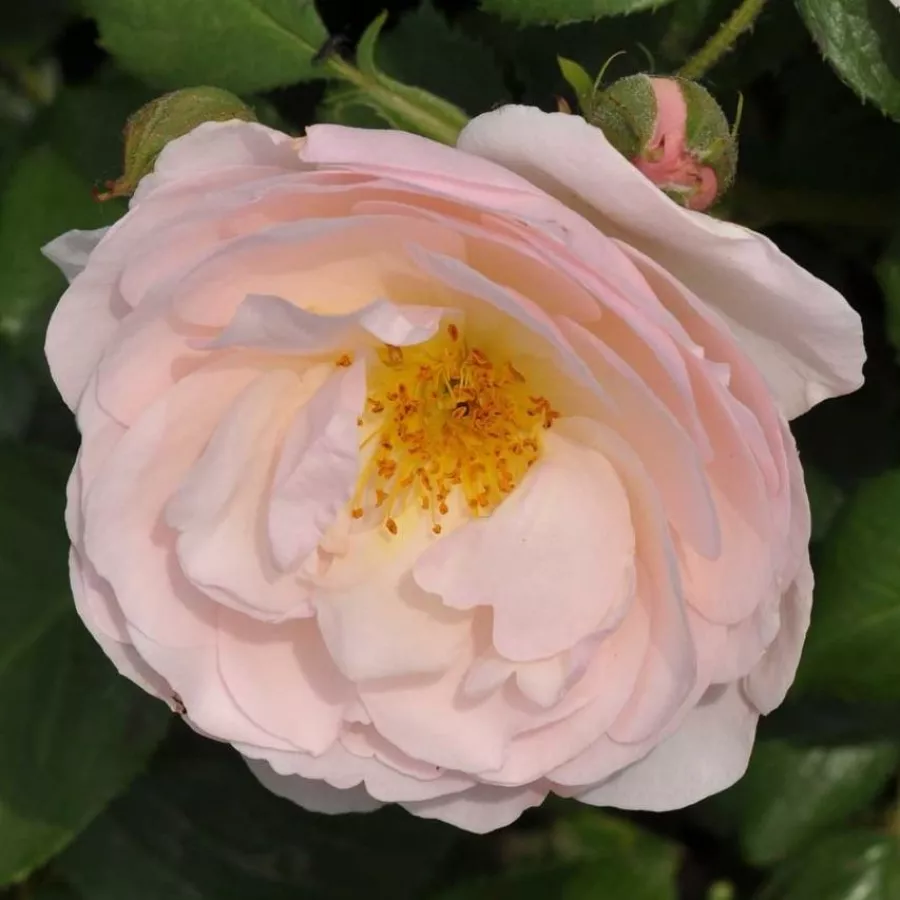 Virágágyi floribunda rózsa - Rózsa - Pear - online rózsa vásárlás