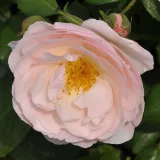 Rózsaszín - virágágyi floribunda rózsa - intenzív illatú rózsa - szegfűszeg aromájú - Rosa Pear - Online rózsa rendelés