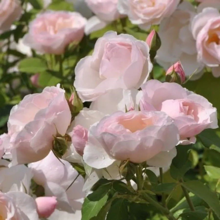 Róża rabatowa floribunda - Róża - Pear - róże sklep internetowy