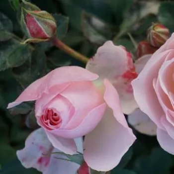 Rosa Pear - roza - vrtnica floribunda za cvetlično gredo