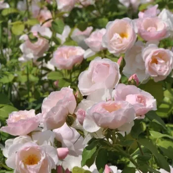 Világos rózsaszín - virágágyi floribunda rózsa - intenzív illatú rózsa - szegfűszeg aromájú