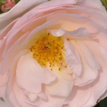 Online rózsa kertészet - rózsaszín - virágágyi floribunda rózsa - intenzív illatú rózsa - szegfűszeg aromájú - Pear - (60-70 cm)