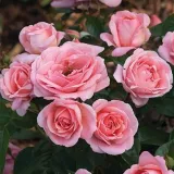 Karłowa - róża miniaturowa - róża o intensywnym zapachu - zapach mango - sadzonki róż sklep internetowy - online - Rosa Perfume - różowy