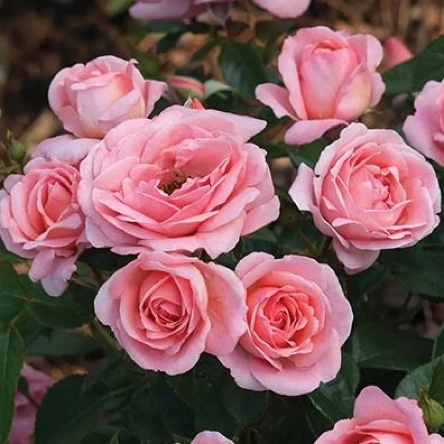 Pritlikava - miniaturna vrtnica - Roza - Perfume - vrtnice online