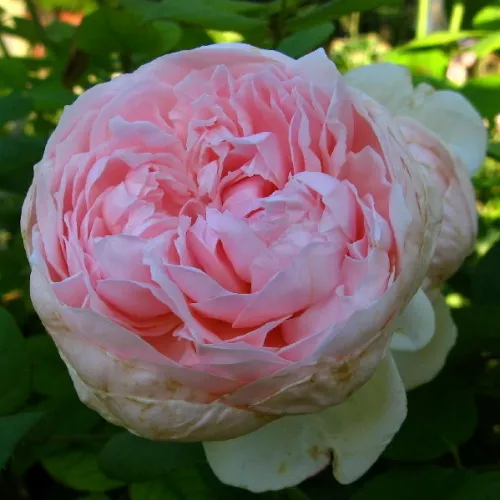 Peony Pink