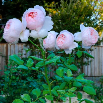 PEONY PINK – rózsaszín angol rózsa - Austin