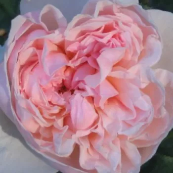 Online rózsa kertészet - rózsaszín - nagyon erős, messziről is érezhető illatú rózsa - Peony Pink - angol rózsa - (120-180 cm)