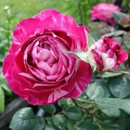 Belle de Segosa